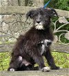 adoptable Dog in wetumpka, AL named 240427  Gain
