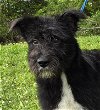 adoptable Dog in wetumpka, AL named 240427  Tide