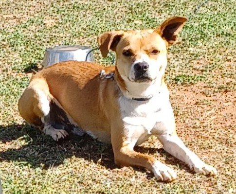 adoptable Dog in Wetumpka, AL named 240435  Buddy