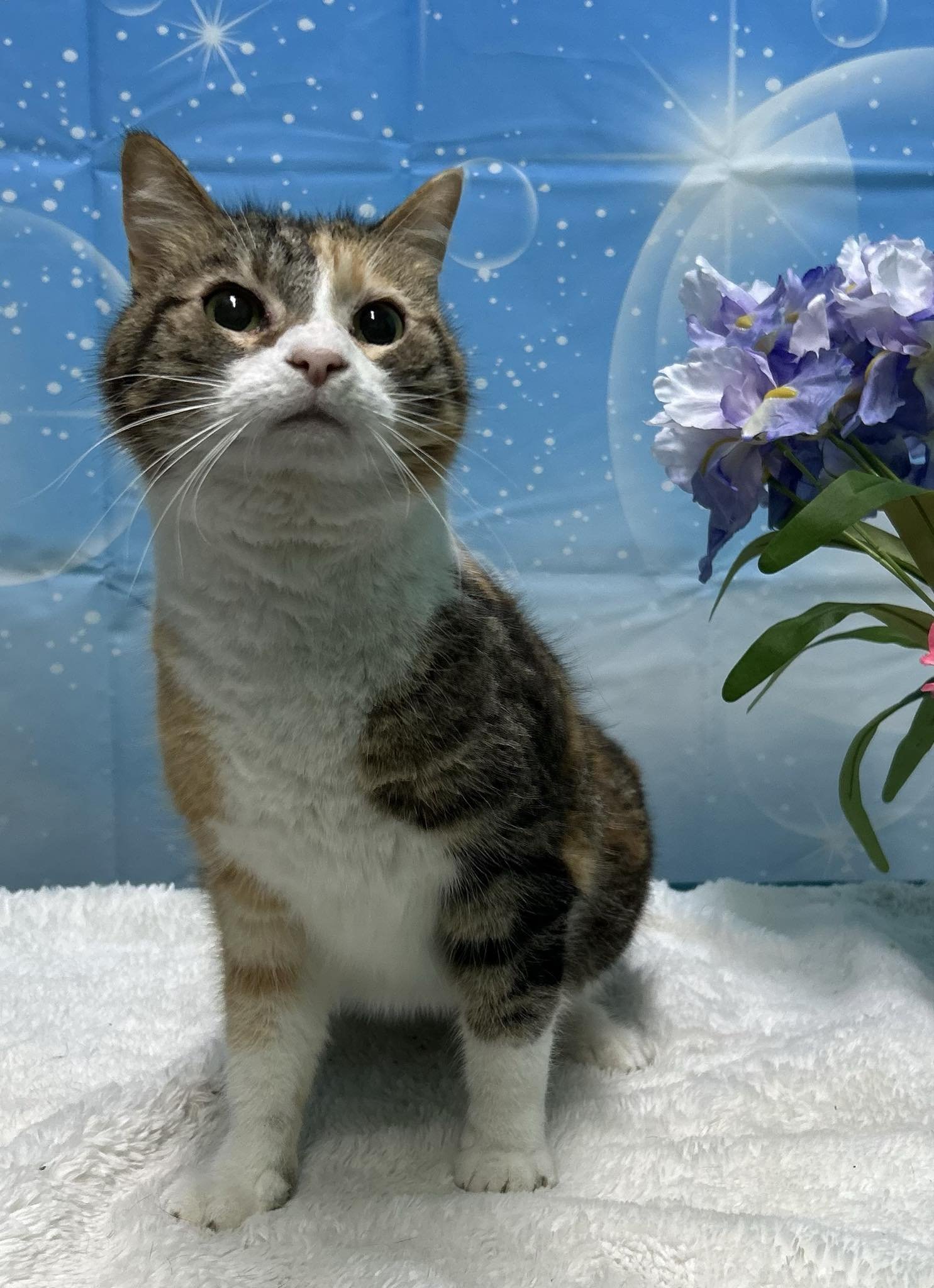 adoptable Cat in Wetumpka, AL named 240234 Daisy Duke