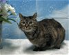 adoptable Cat in wetumpka, AL named 240411  Princetta