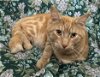 adoptable Cat in wetumpka, AL named 240488  Milo