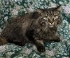 adoptable Cat in wetumpka, AL named 240488  Otis