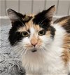 adoptable Cat in  named 240460  Artemis