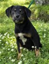 adoptable Dog in wetumpka, AL named 240324  Joey