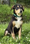 adoptable Dog in wetumpka, AL named 240324  Benny