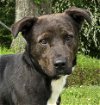 adoptable Dog in wetumpka, AL named 240367  Lucian