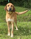 adoptable Dog in wetumpka, AL named 240399  Misha