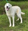 adoptable Dog in wetumpka, AL named 240473  Finley