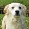 adoptable Dog in wetumpka, AL named 240497  Happy