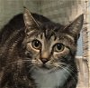 adoptable Cat in wetumpka, AL named 240500 Austin