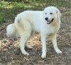 adoptable Dog in wetumpka, AL named 240458  Bear
