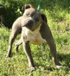 adoptable Dog in wetumpka, AL named 240541  Mack