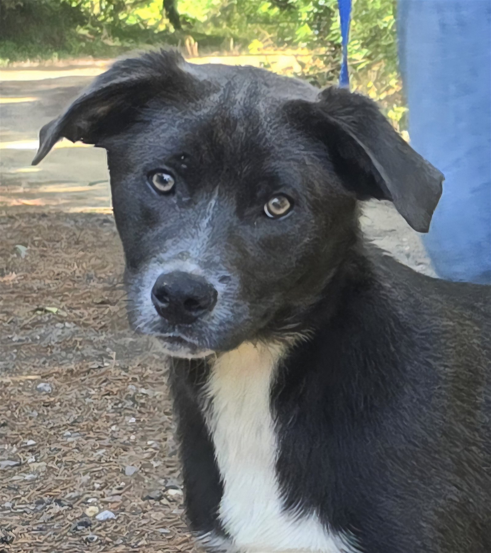 adoptable Dog in Wetumpka, AL named 240422  Christina