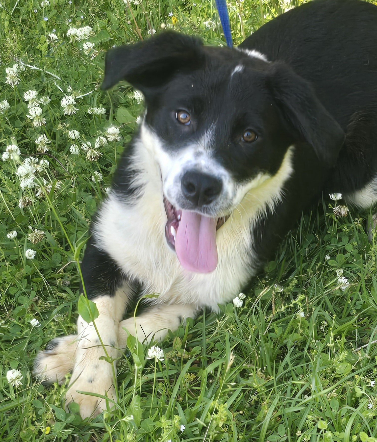 adoptable Dog in Wetumpka, AL named 240422  Phantom