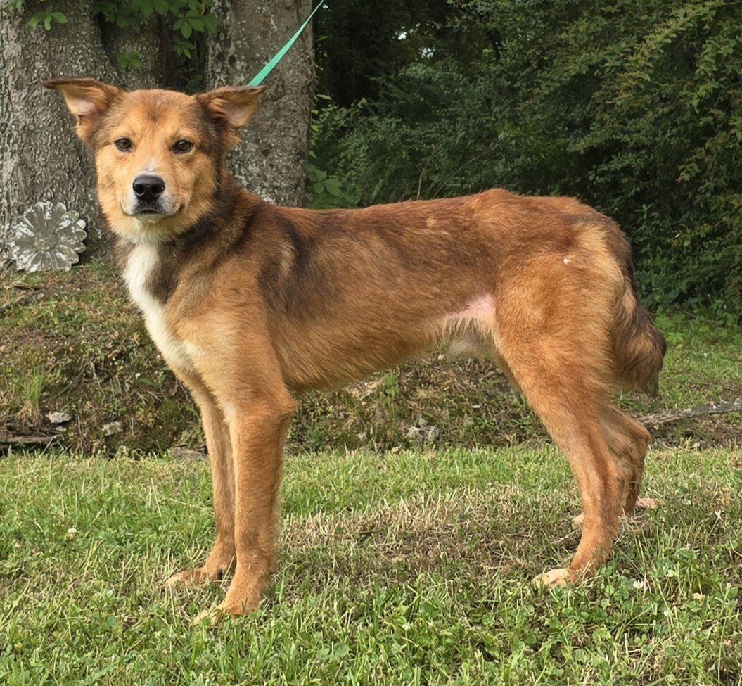 adoptable Dog in Wetumpka, AL named 240458  Rex