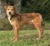 adoptable Dog in  named 240458  Rex
