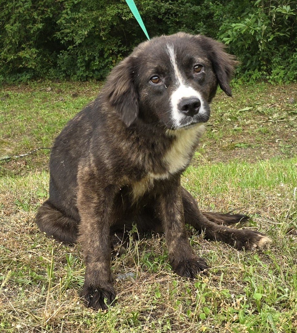 adoptable Dog in Wetumpka, AL named 240458  Farm Girl