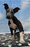 adoptable Dog in  named 240471  Peeta
