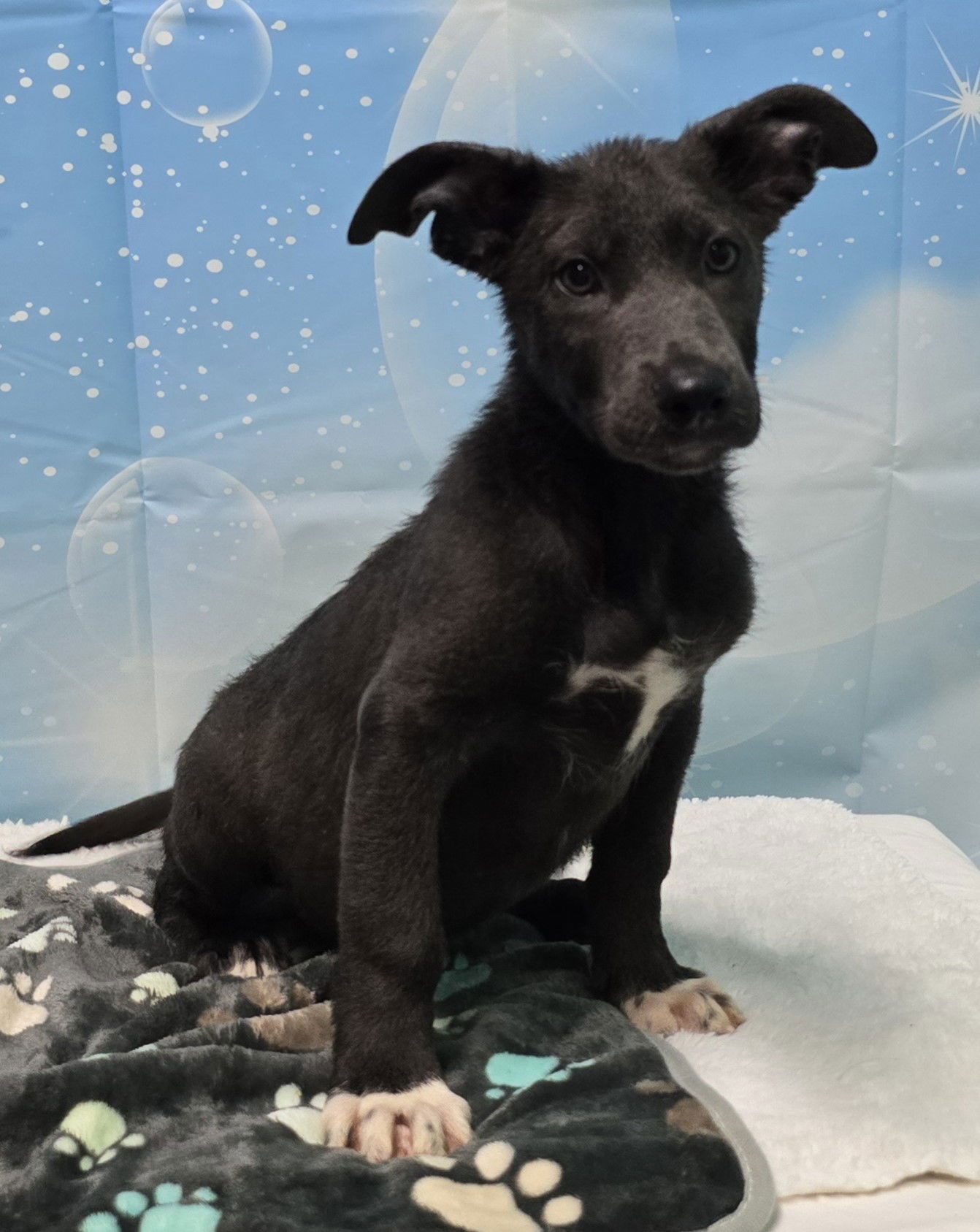 adoptable Dog in Wetumpka, AL named 240471  Haymitch