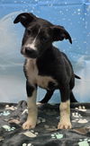 adoptable Dog in , AL named 240471  Rue