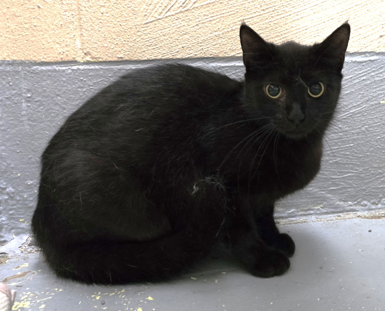 adoptable Cat in Wetumpka, AL named 240404  Jessie