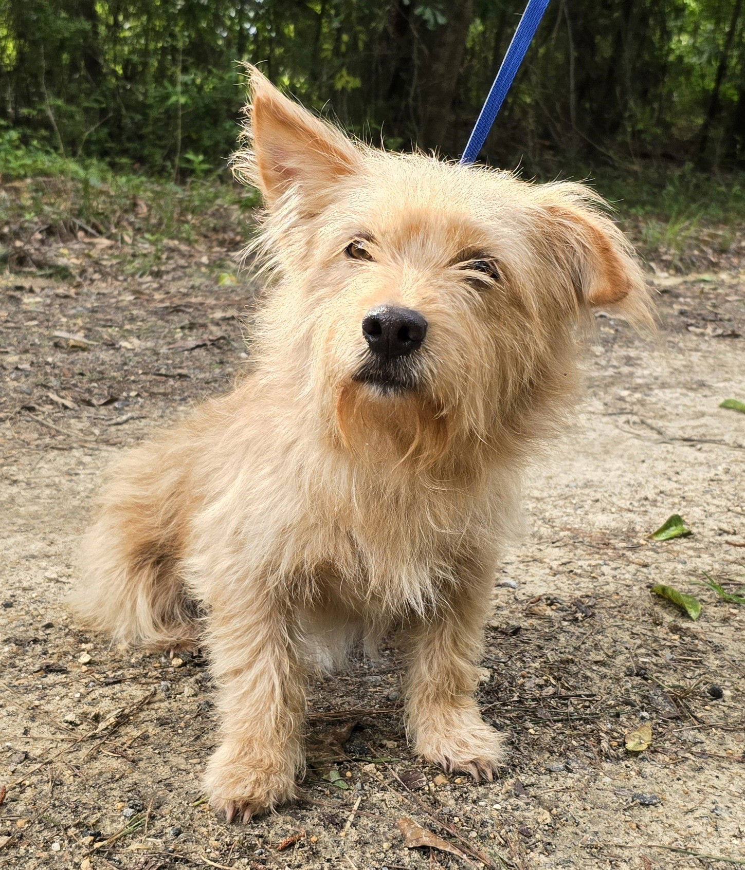 adoptable Dog in Wetumpka, AL named 240650  Chewbarka