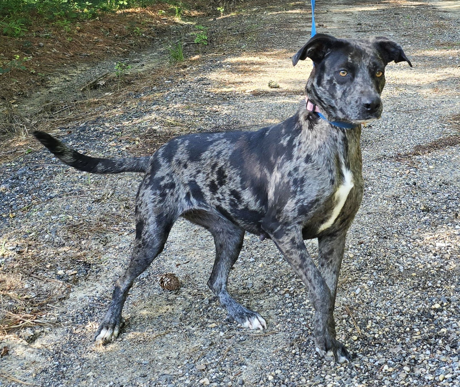 adoptable Dog in Wetumpka, AL named 240576  Arrow