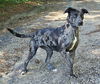 adoptable Dog in Wetumpka, AL named 240576  Arrow