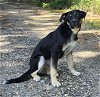 adoptable Dog in  named 240697  Gatsby
