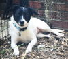 adoptable Dog in Wetumpka, AL named 240712  Nona