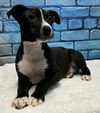 adoptable Dog in Wetumpka, AL named 240670  Rogue