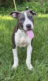 adoptable Dog in Wetumpka, AL named 240511  Bluey