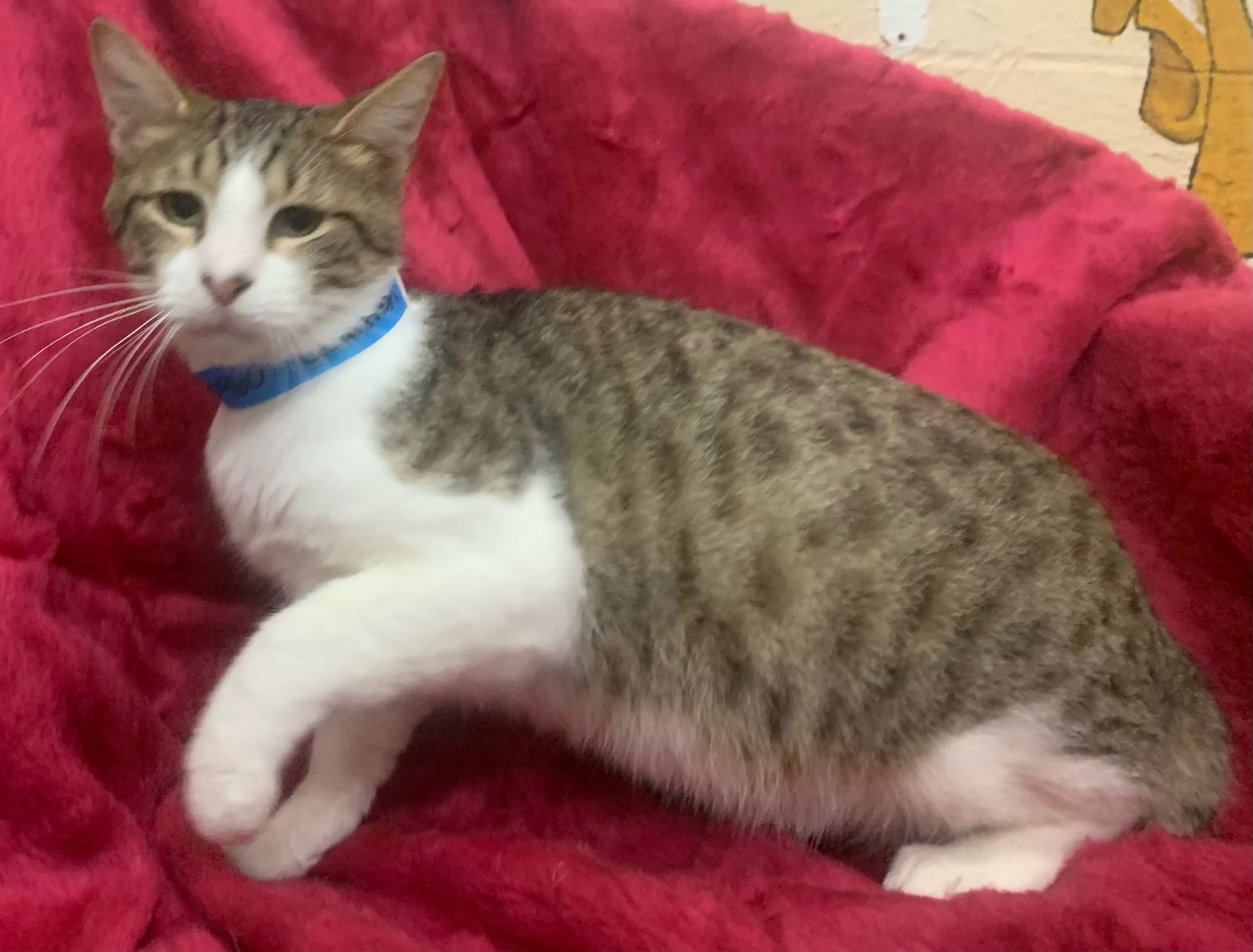 adoptable Cat in Wetumpka, AL named 241371  Quinton