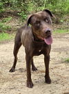 adoptable Dog in Wetumpka, AL named 240743  Max