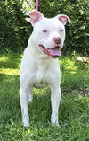 adoptable Dog in Wetumpka, AL named 240886  Dooley