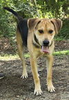 adoptable Dog in Wetumpka, AL named 240950  Copeland