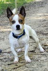 adoptable Dog in Wetumpka, AL named 241025  Baby Boy