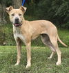 adoptable Dog in Wetumpka, AL named 241036  Bonnie