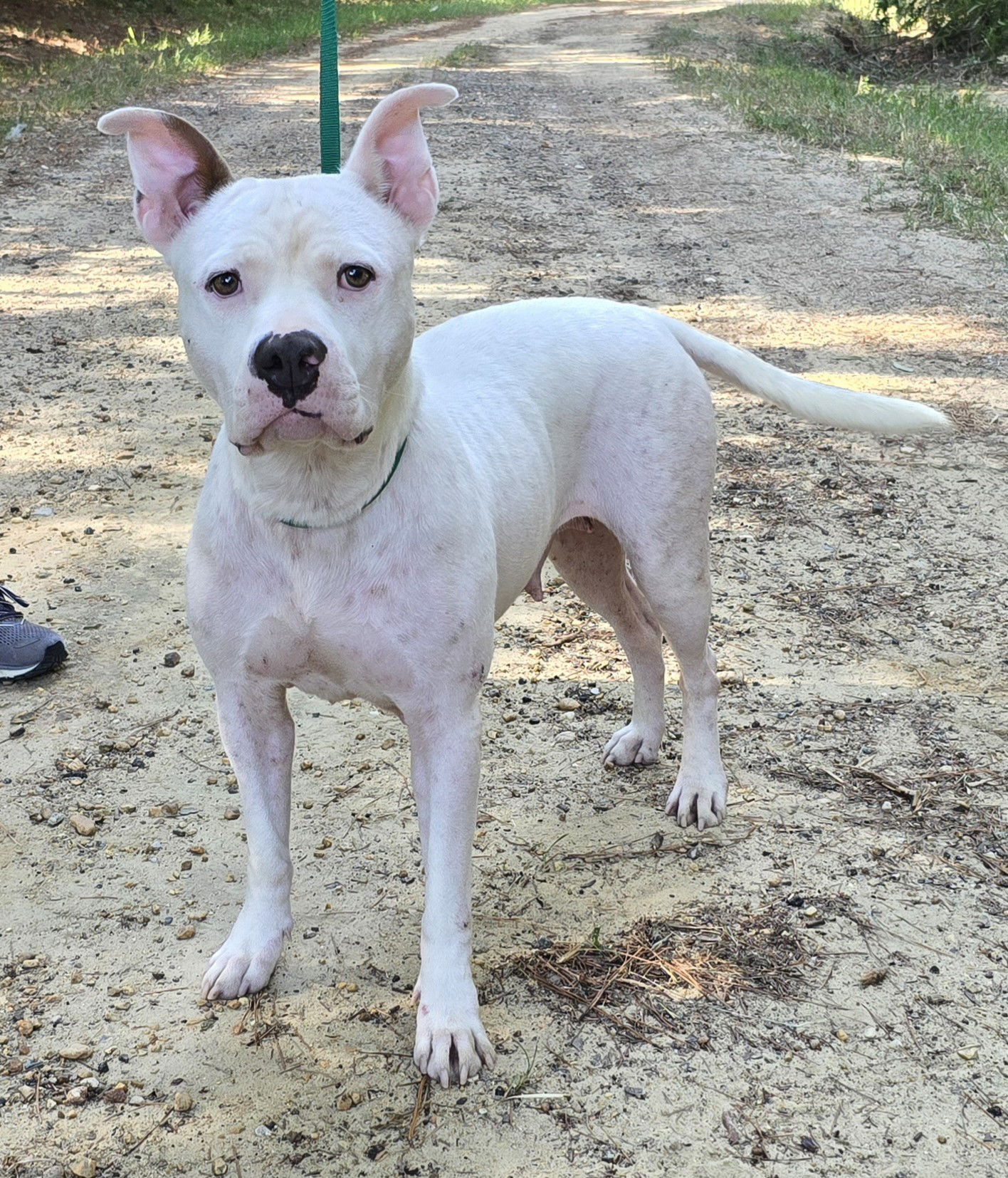 adoptable Dog in Wetumpka, AL named 240977  Martina