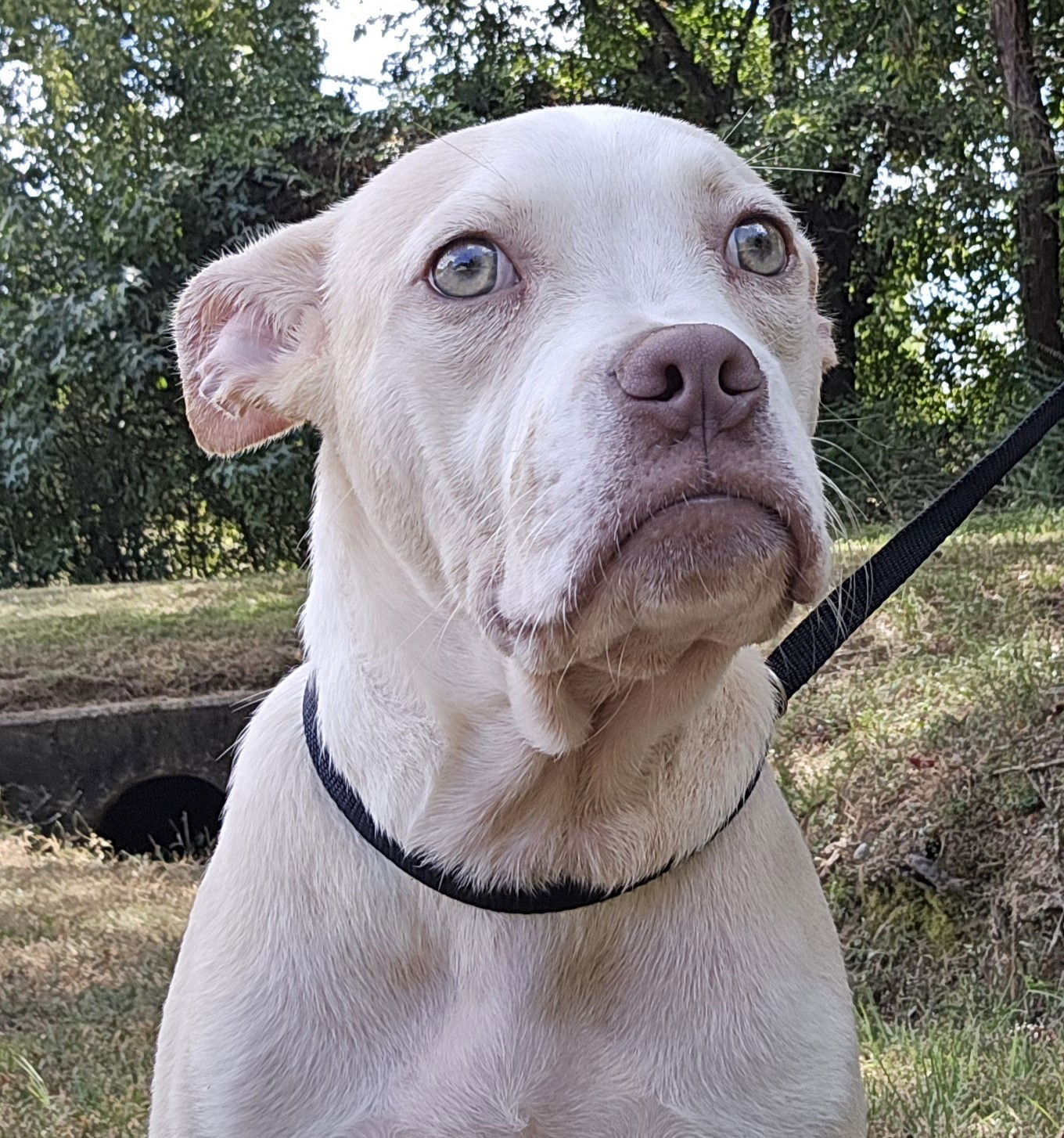 adoptable Dog in Wetumpka, AL named 241031 Teddy B