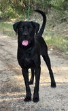 adoptable Dog in , AL named 241083  Kain