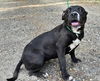 adoptable Dog in  named 241183  Venus