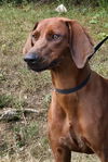 adoptable Dog in , AL named 241278  Reba