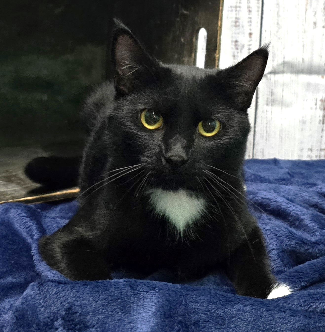 adoptable Cat in Wetumpka, AL named 241160  Molly