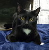 adoptable Cat in Wetumpka, AL named 241160  Molly