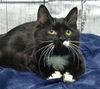 adoptable Cat in Wetumpka, AL named 241160  Scuttlebutt