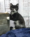 adoptable Cat in , AL named 241174  Major Tom