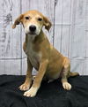 adoptable Dog in , AL named 241089  Yang