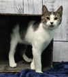 adoptable Cat in , AL named 241179  Fish Biscuit